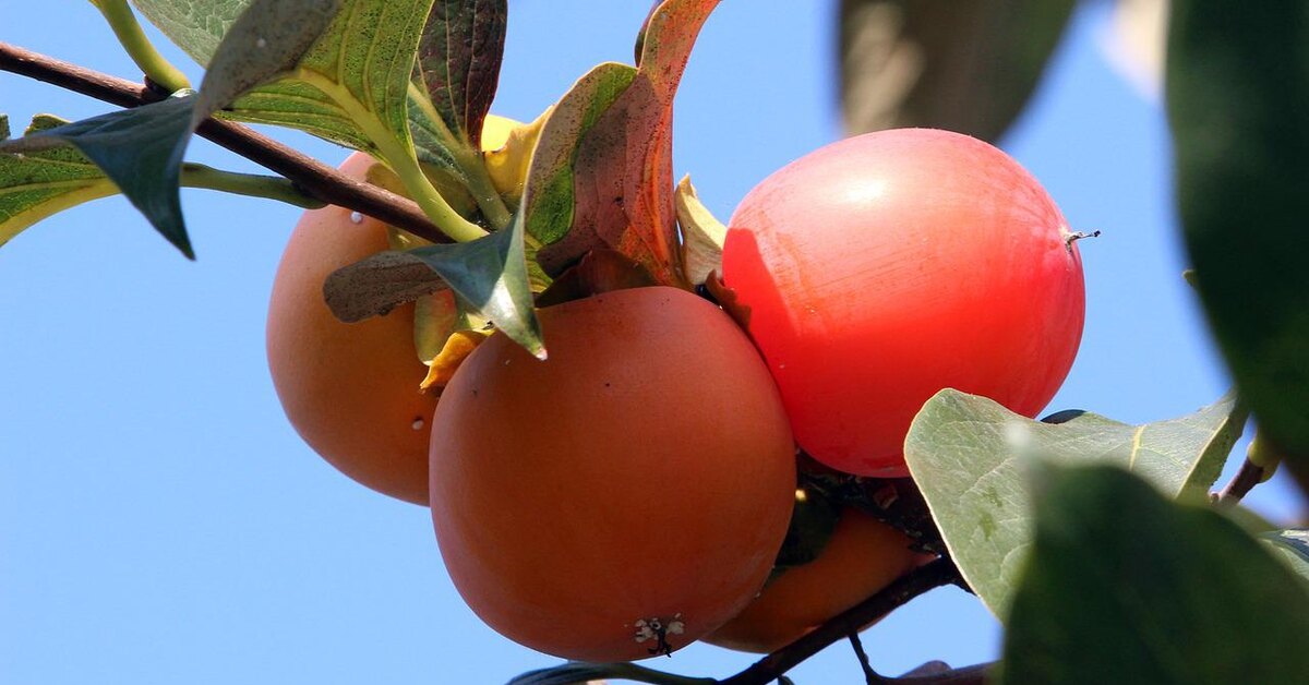 Хурма Шоколадница (Зенжимару) - описание сорта, характеристики, посадка, выращивание, отзывы Хурма Шоколадница (Зенжимару): описание сорта, характеристики, посадка, выращивание, отзывы