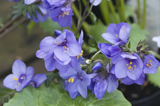Растения для палисадника: синюха голубая