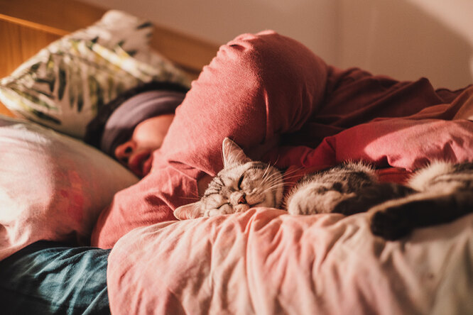 Почему кошки спят с хозяевами: причины, по которым кошка ложится спать на  человека или рядом