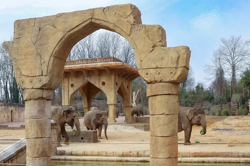 Слоны в зоопарке Ганновера