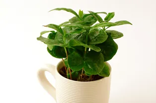 Кофейное дерево: как вырастить и ухаживать в домашних условиях