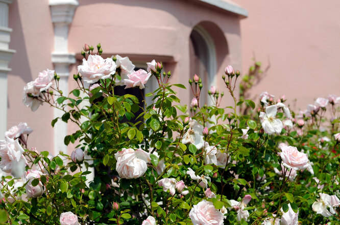 Кустовые розы: как ухаживать и выращивать в саду