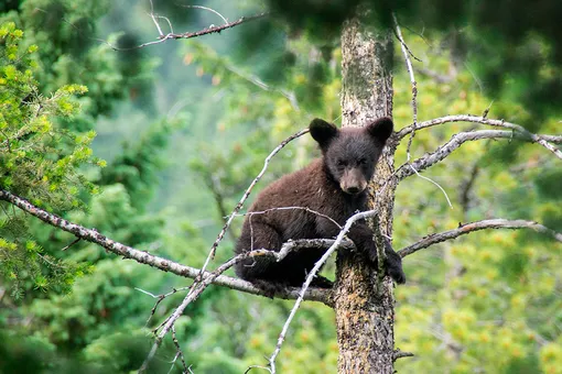 Разъяренный медведь загнал медвежонка на вершину дерева, а там — хищные орланы