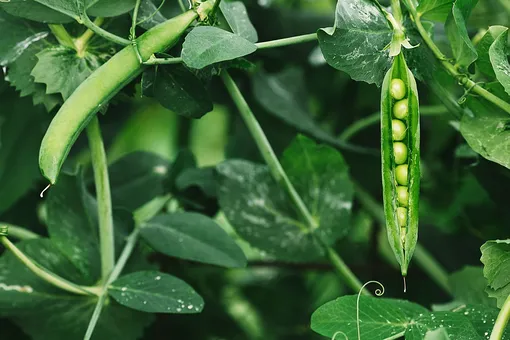 Как подвязывать горох на грядке: 5 самых эффективных способов, чтобы увеличить урожай