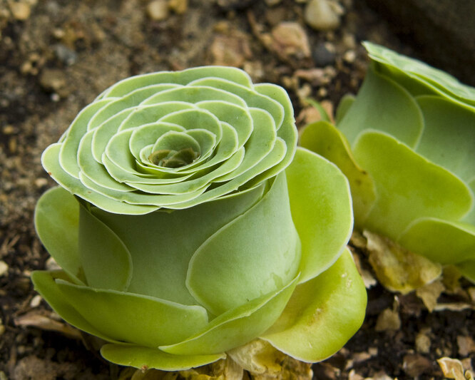 Greenovia