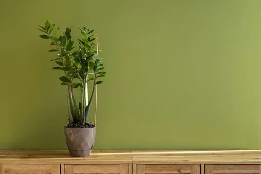 Вечнозелёное долларовое дерево является настоящим украшением любой домашней оранжереи