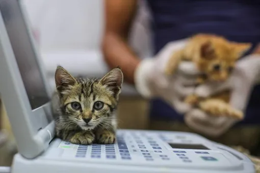 Котенок в ветеринарной клинике