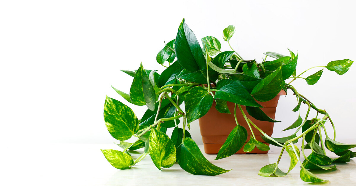 Сциндапсус - уход, описание и размножение растения в домашних условиях. Советы и 50 фотографий Сциндапсус: уход, описание и размножение растения в домашних условиях (50 фото)