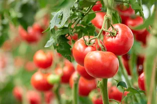 Хитрый метод ленивых огородников: полейте томаты всего трижды за сезон и соберёте обильный урожай