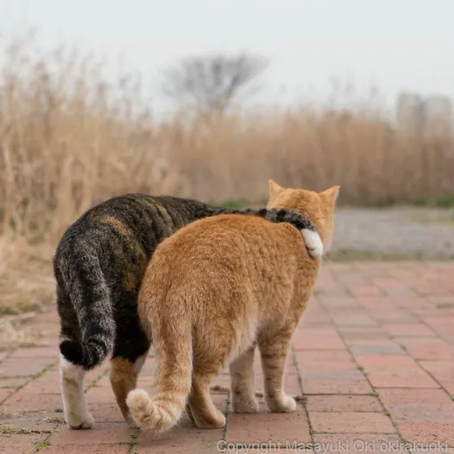 коты обнимашки