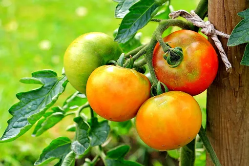 Почему не созревают помидоры: 6 основных причин и способов вырастить спелый и сочный урожай томатов
