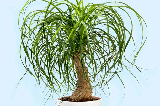 Бокарнея: как вырастить собственную пальму?