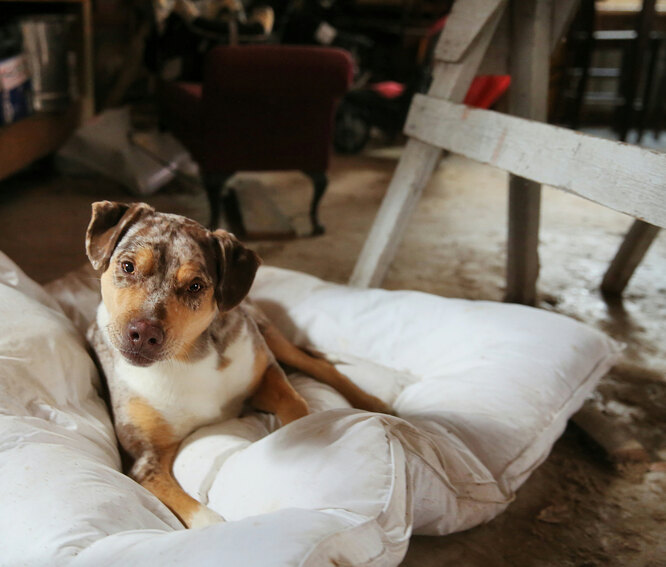 Почему собака копается в диване, кровати и вещах