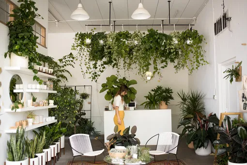 Используйте пространство под потолком по максимуму: подвесные растения для любого интерьера