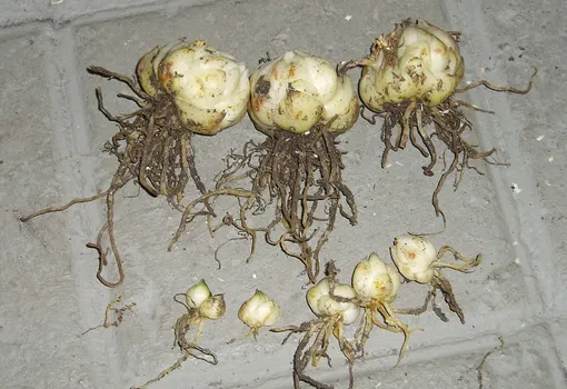 Луковицы лилий для посадки осенью должны быть здоровыми, но не обязательно крупными