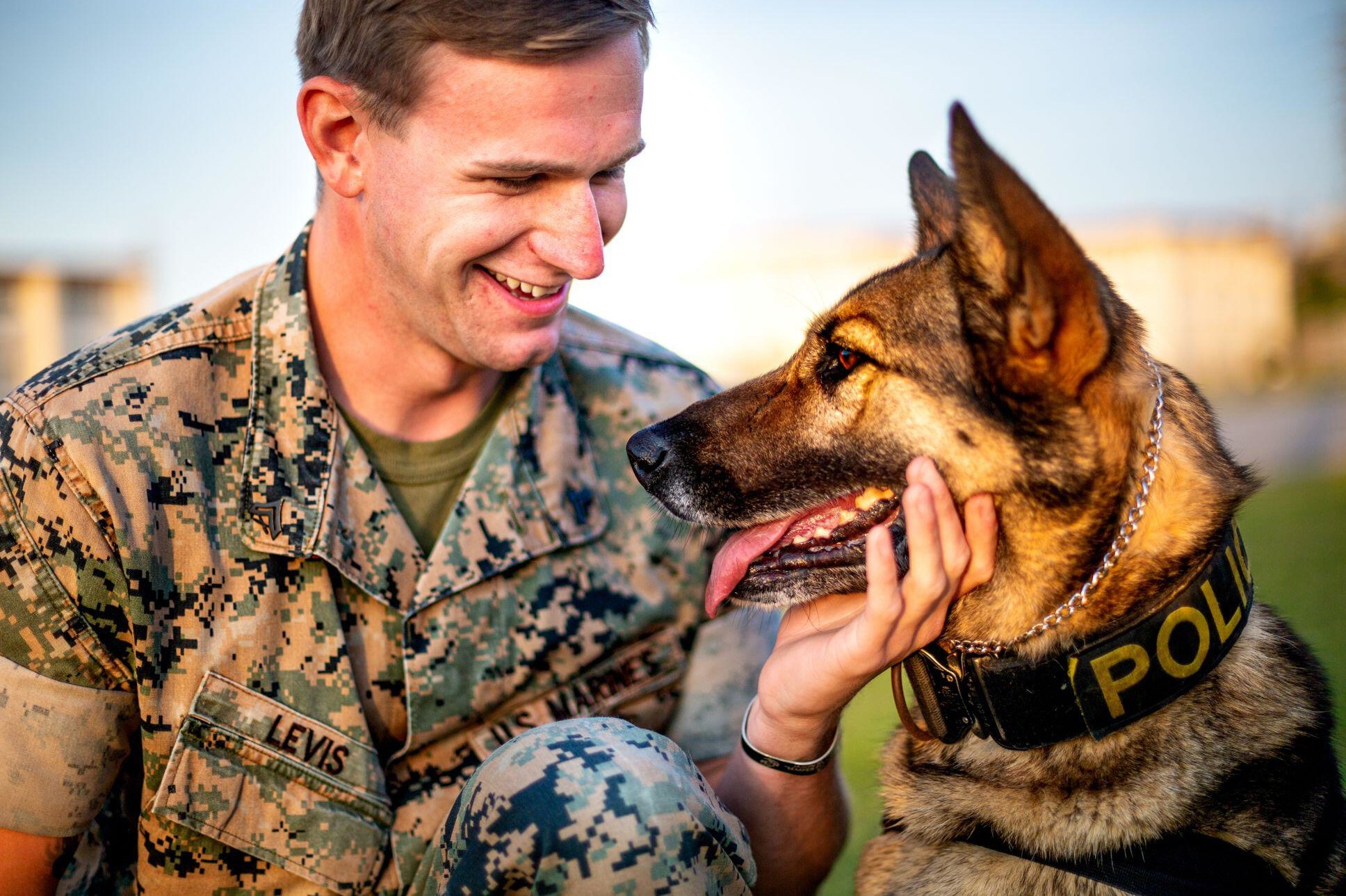 Самые востребованные собачьи профессии - пёс на работе Самые востребованные собачьи профессии: пёс на работе