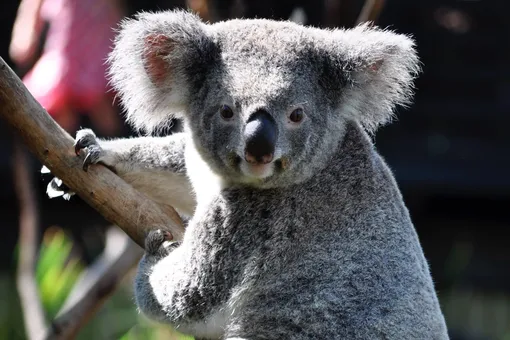 Австралийская семья вернулась домой и обнаружила на рождественской ёлке коалу