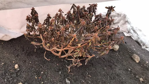 Как рододендроны переносят зиму