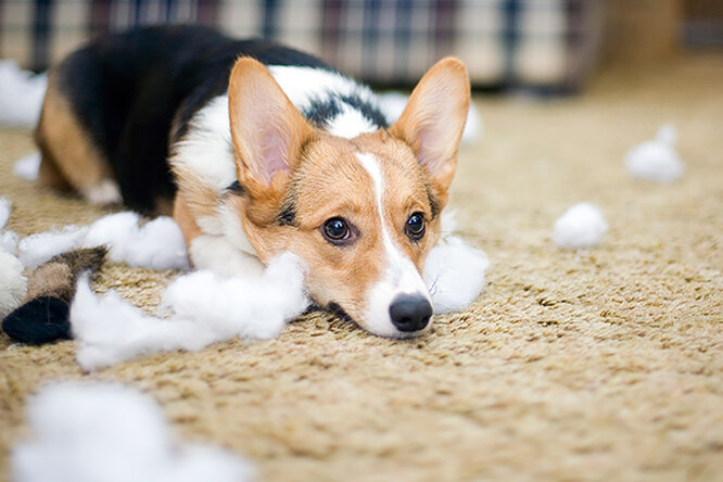 Как сохранить чистоту, если в доме живёт собака