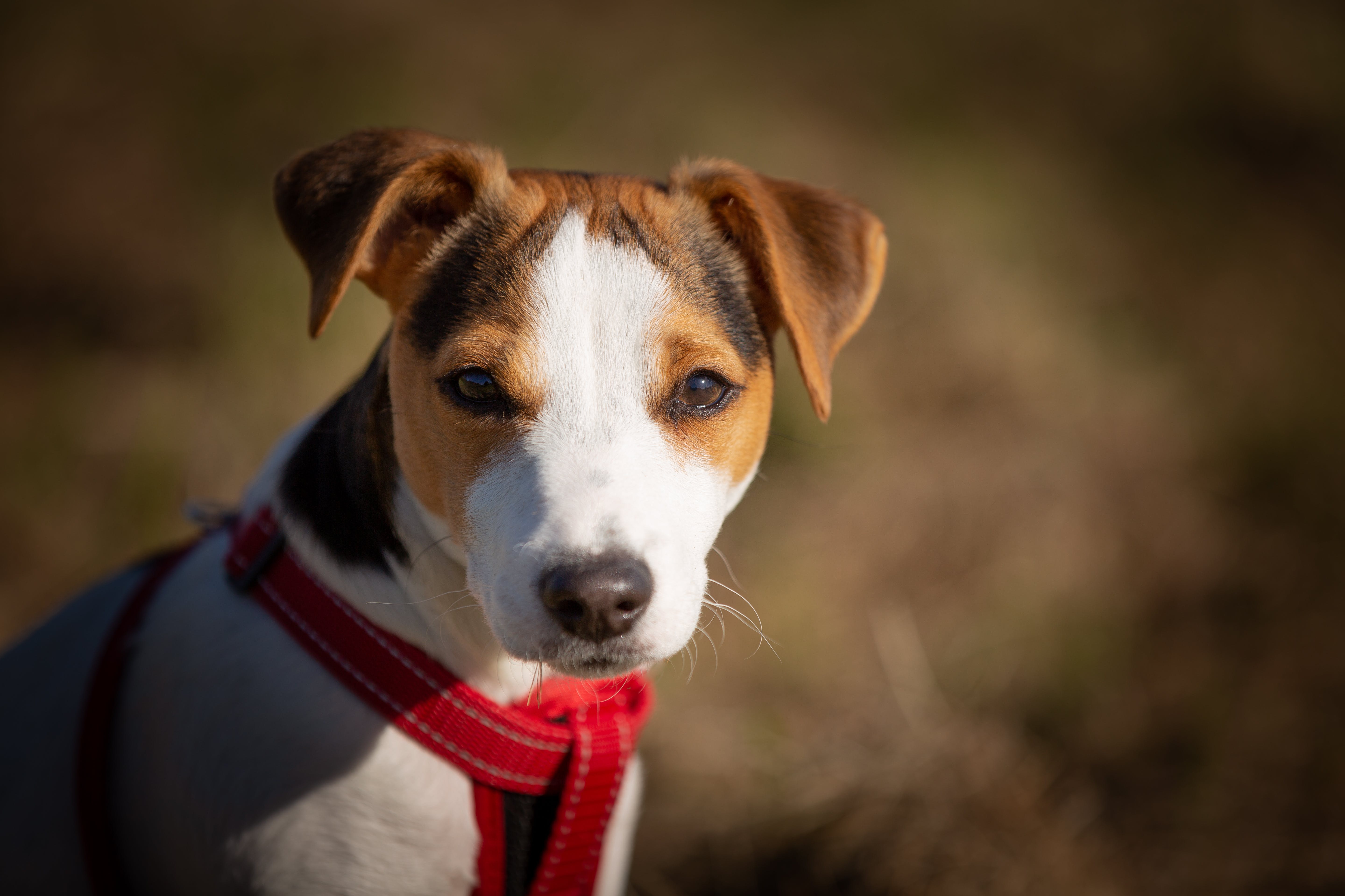 Jack russell terrier. Джекрас. Джек рассел ричер. Порода джек рассел терьер. Джек рассел.