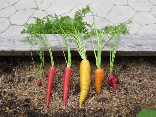 Советы по хранению моркови на балконе осенью и зимой