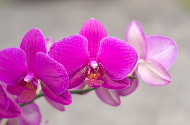 Orchideje milují dívky s exotickým a pobuřujícím stylem.