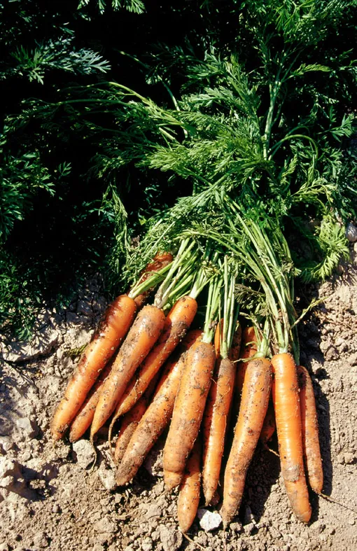морковь хорошие соседи