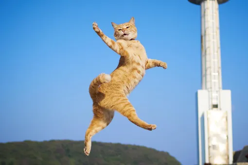 Гравитация для слабаков! 10 котов, на которых не действует сила притяжения