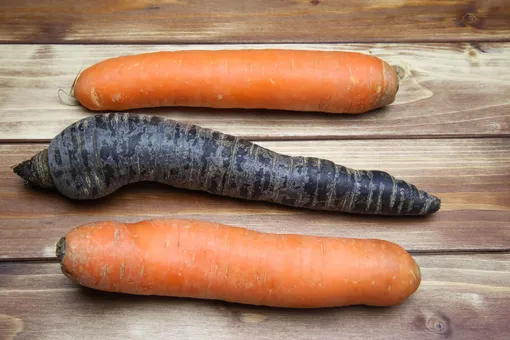 В отличие от фиолетовой моркови, чёрная морковь – это совсем иное растение.