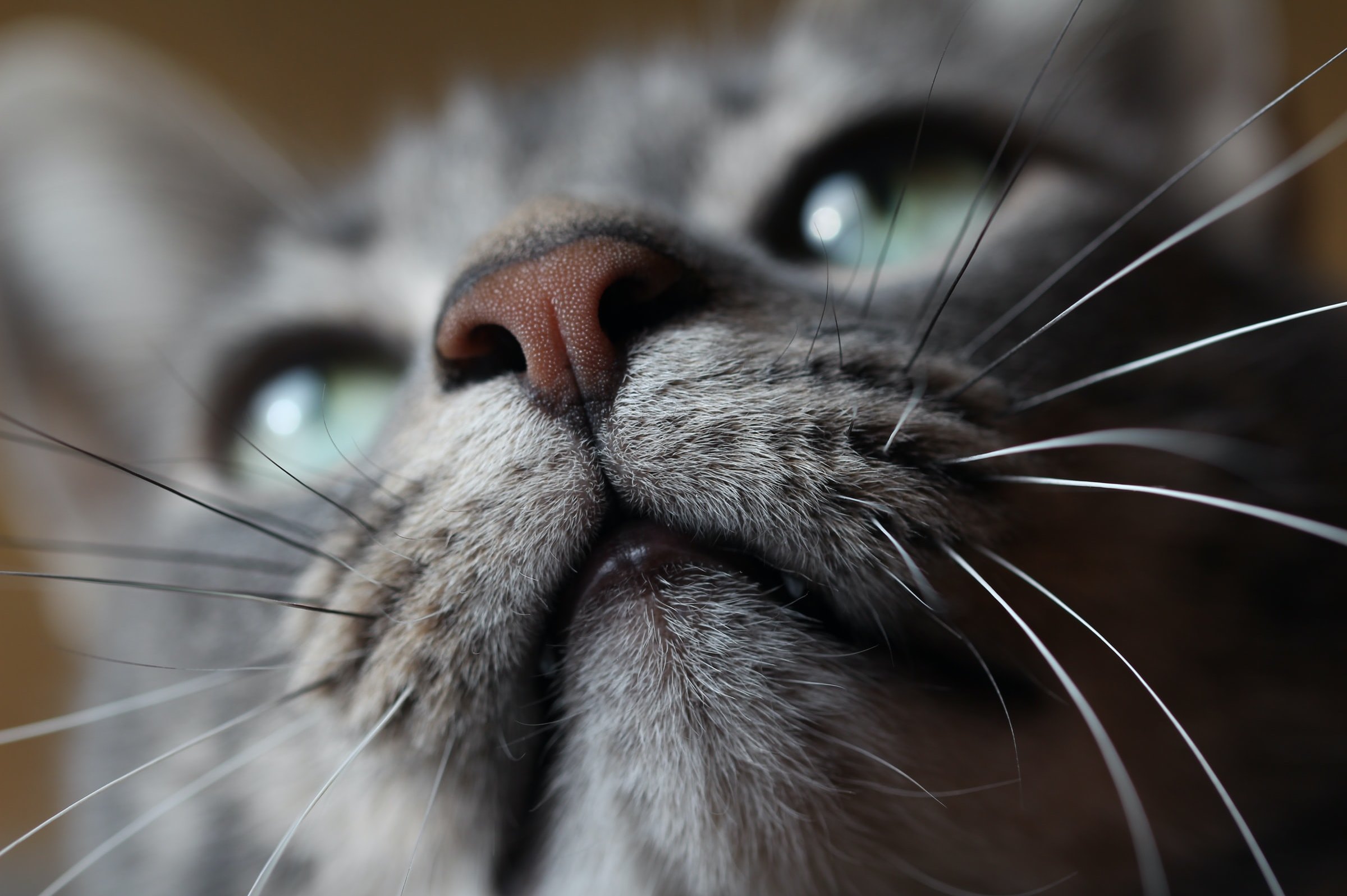 Почему кошки мулыкают — пять неожиданных причин мурлыканья котов