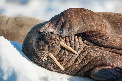 Зато выспался: моржа, задремавшего на льдине, унесло из Арктики в Ирландию