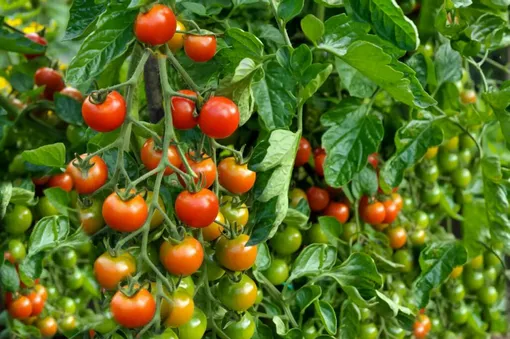 Преимущества детерминантных томатов