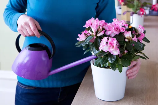 Как поливать домашнюю азалию для хорошего цветения