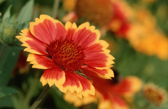 Gaillardia spinosa