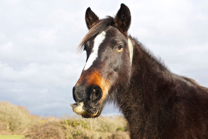У лошадей тоже растут усы! 25 фотографий, которые сделают ваш день