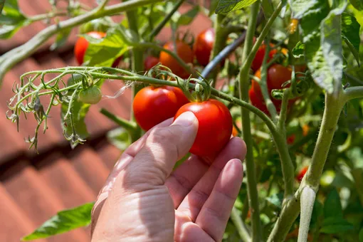 Пикирование рассады томатов