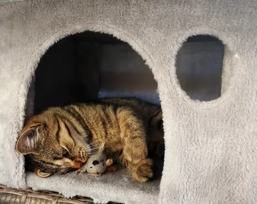 Мягкий домик для кошки своими руками