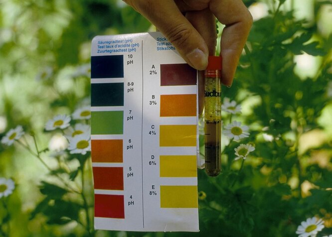 Лучшей кислотностью практически для всех садовых растений принято считать pH в пределах от 6,0 до 7,0