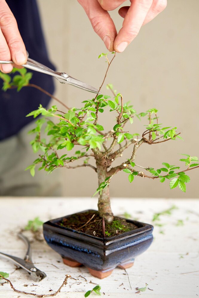 Дерево бонсай: виды и стили, выращивание и уход в домашних условиях