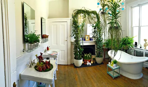 Советы по уходу за комнатными растениями для ванной комнаты