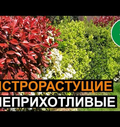 Нажми и смотри