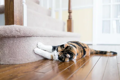 Почему кошки царапают мебель и что с этим делать