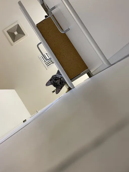 два кота закрыли хозяйку в ванной