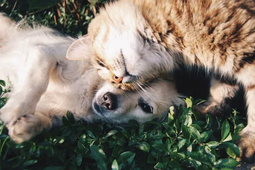 «Все псы попадают в рай»: как трогательные рисунки в стиле Диснея помогают пристроить собак и кошек в добрые руки