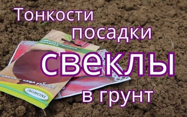 Выращивание свёклы: шпаргалка от опытных огородников