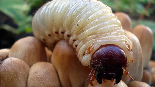 Как бороться с личинками майского жука химическими средствами