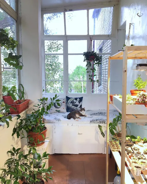 На застекленном маленьком балконе можно расставить многолетние растения.