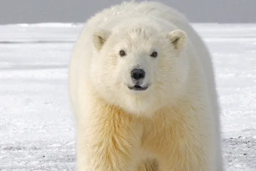 7 полярных медведей и 2 медвежонка ограбили заглохший мусоровоз