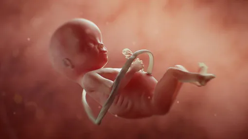 эмбрион с пуповиной
