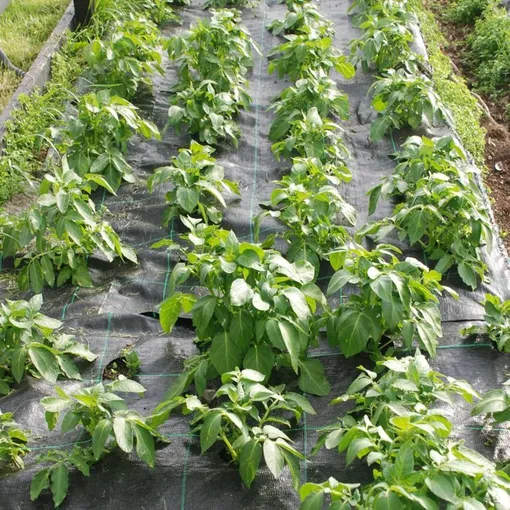 Посадка картофеля: секреты выращивания для хорошего урожая